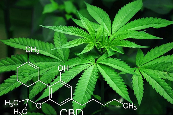 ООН решила исключить каннабис из списка опасных наркотиков