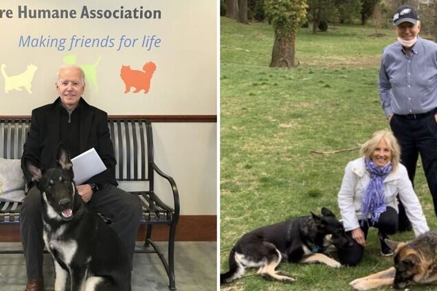 Собаки Байдена напали на охрану лидера США и были высланы из Белого дома