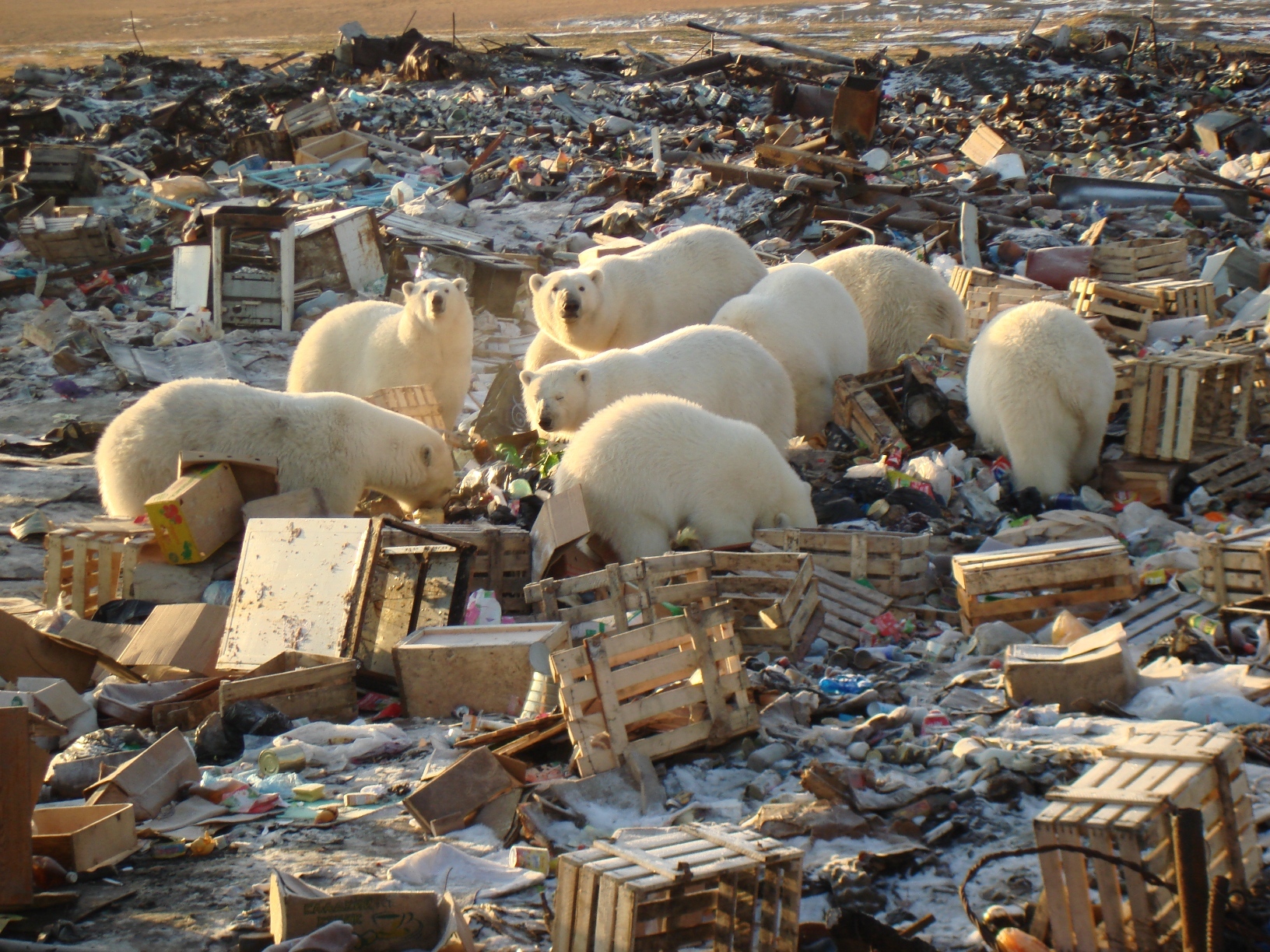 «Мишек» в Арктику