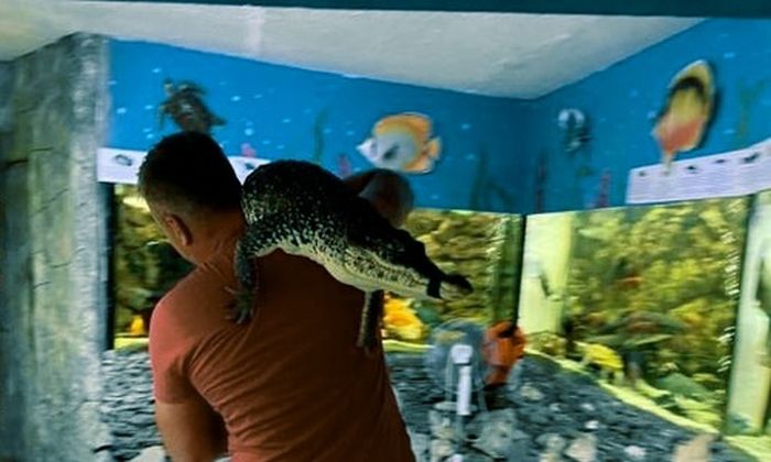 СМИ сообщили, что в Ялте 70 крокодилов вырвались на свободу после потопа. "Власти" Крыма говорят о "катастрофическом ущербе"