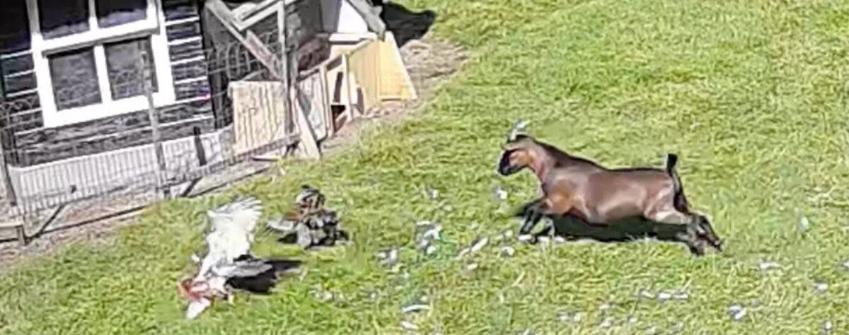 На ферме в Голландии козел и петух спасли курицу от ястреба