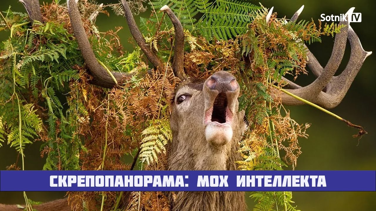 СКРЕПОПАНОРАМА: МОХ ИНТЕЛЛЕКТА