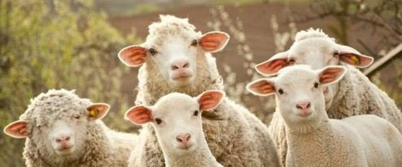 Так выглядит "процветание": По оккупированному Донецку разгуливало стадо баранов - видео