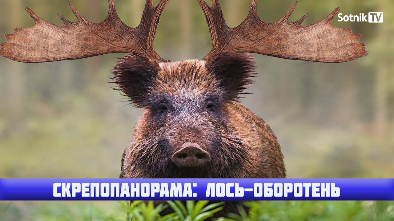 СКРЕПОПАНОРАМА: ЛОСЬ-ОБОРОТЕНЬ